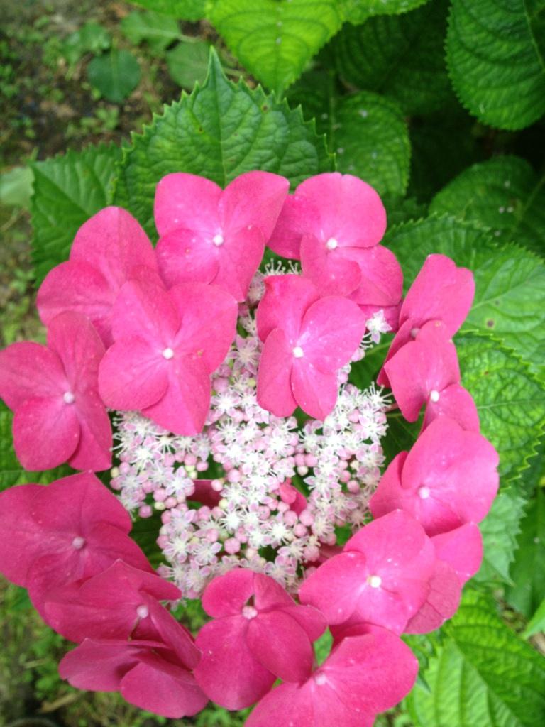 Growing Hydrangeas in Compost And How it Changes Their Flower Color – Soil3